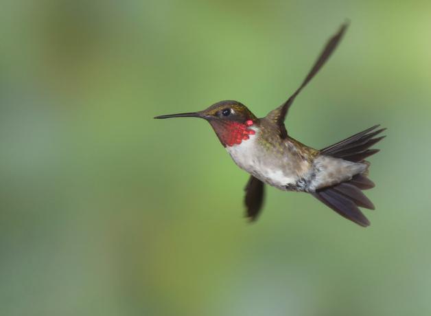 Male Ruby-throated Hummingbird in flight, with diffuse greenery in background