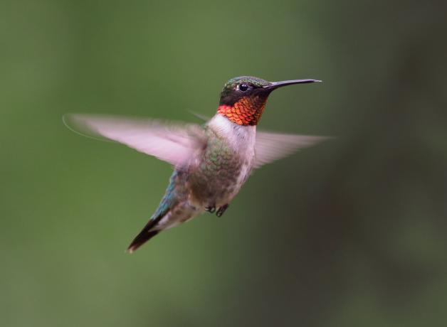 Ruby-throated Hummingbird hovering