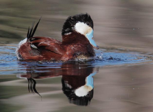 Ruddy Duck bubbling display