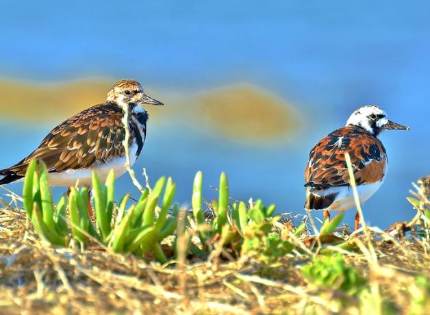 Two Ruddy Turnstones in breeding plumage standing on a sunlit shoreline.