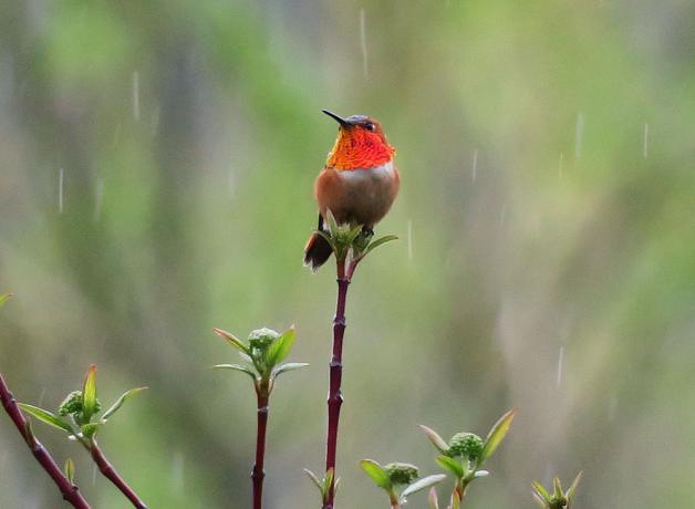 Male Rufous Hummingbird in the rain