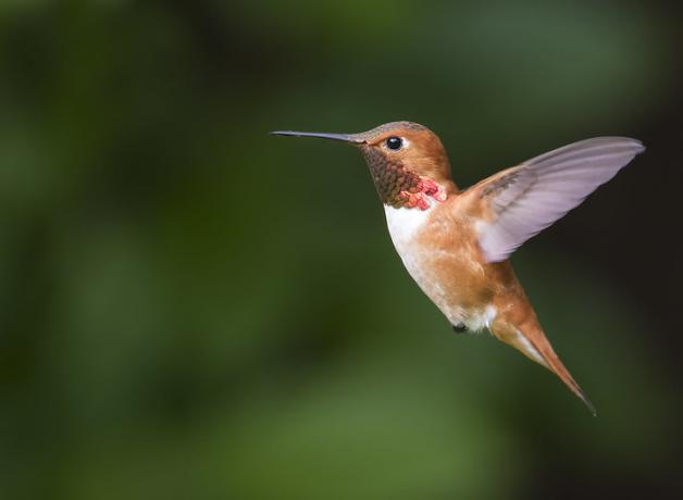 Rufous Hummingbird in flight