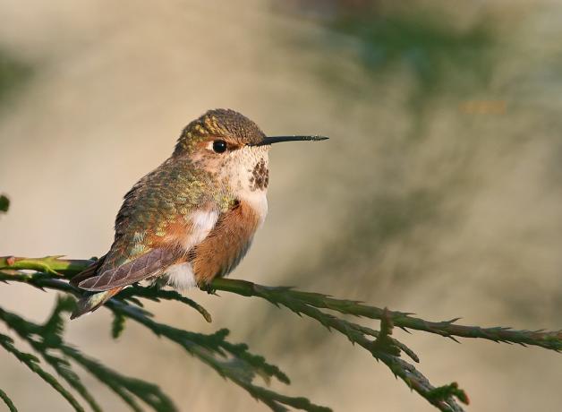 Rufous Hummingbird perched
