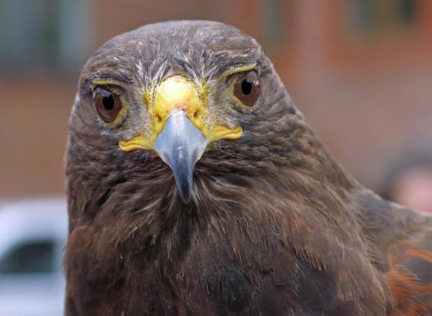 Harris Hawk "Rufus"