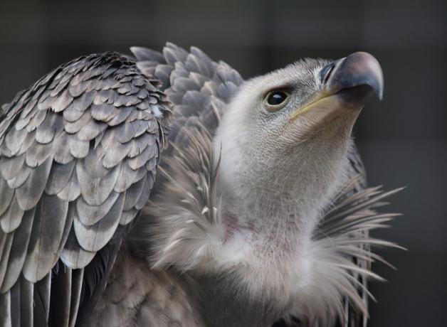 Ruppell's Griffon Vulture