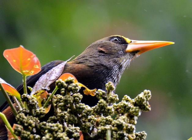 A Russet-backed Oropendola looks out above a fruiting branch. The bird is dark brown and has a long narrow sharp orange beak.