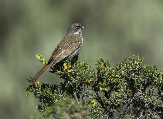 Sage Sparrow, Malheur NWR