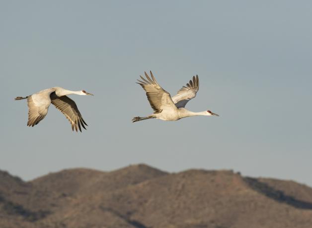 Dos grullas grises en vuelo