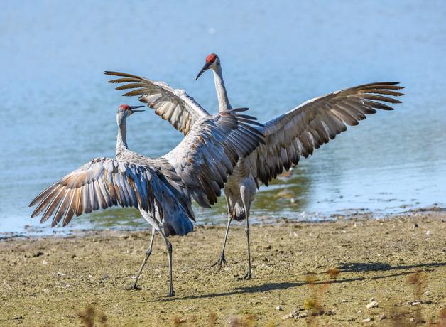 Dos grullas grises bailando en la orilla de un lago