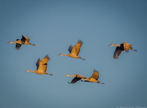 Sandhill Cranes in flight at Bosque del Apache