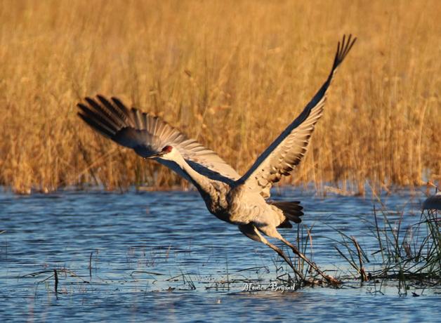 Sandhill Crane taking off at Sherburne National Wildlife Refuge