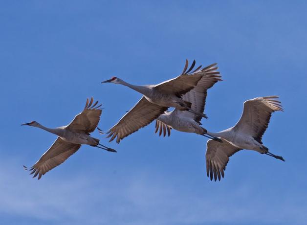 Sandhill Cranes in flight