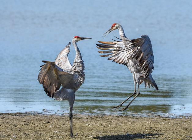 Sandhill Crane pair doing their leaping dance