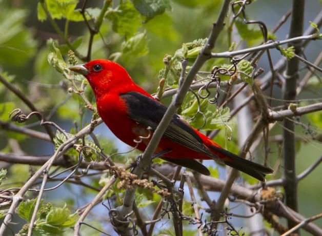 Scarlet Tanager showing vivid red plumage on head and body, with dramatic black eye, wing, and tail.