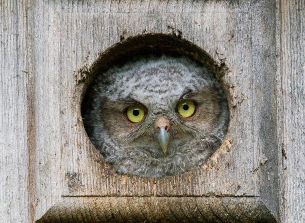 Screech Owlet in nestbox