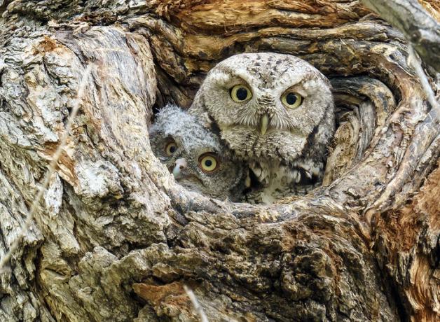 Screech Owl in nest with chick