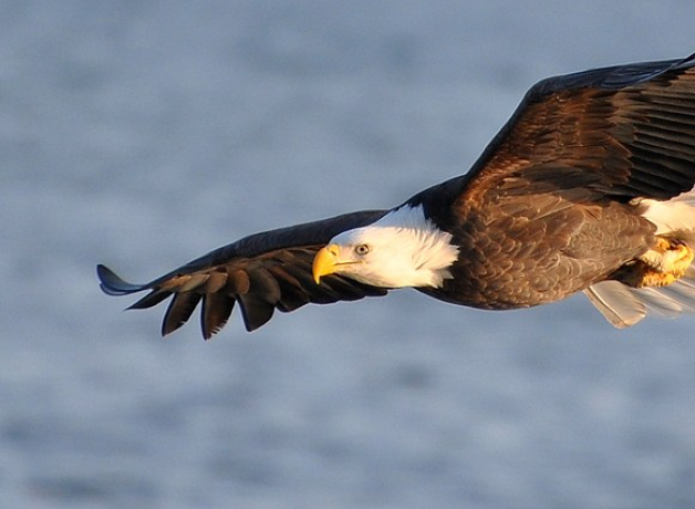 Bald Eagle fly-over