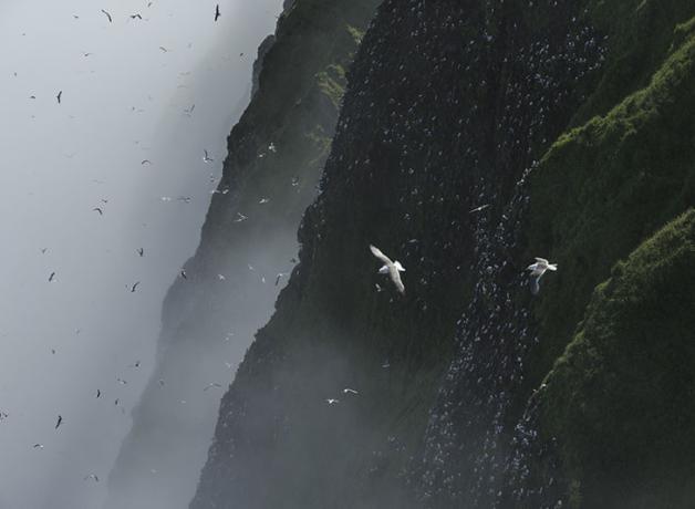 Seabirds over the Pribilof Islands