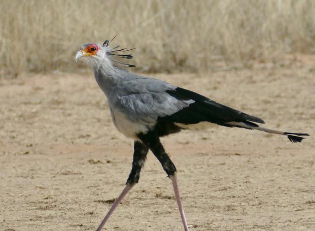 Secretarybird walking through golden grass in sunlight