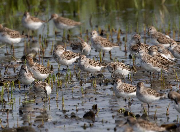 Semipalmated Sandpipers
