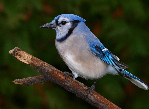 A Blue Jay perched on a short branch against a dark green background.