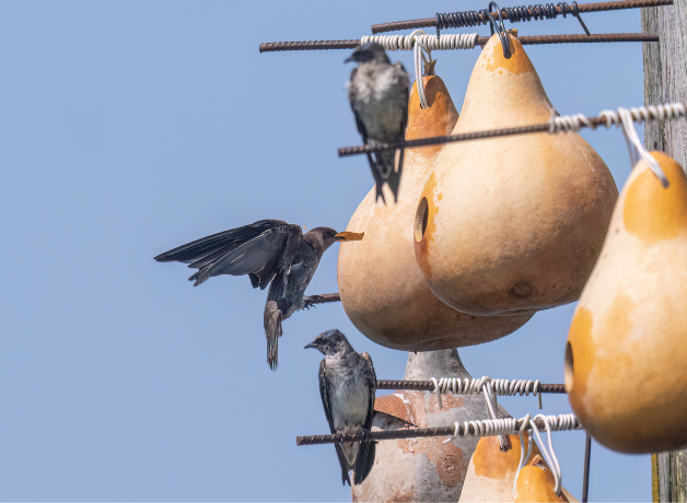 A colony of Purple Martins nesting in hanging gourds.