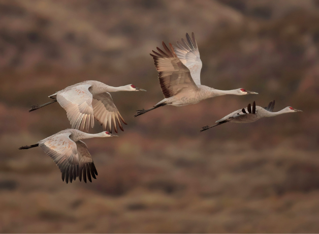 Four Sandhill Cranes flying against a mountain backdrop.