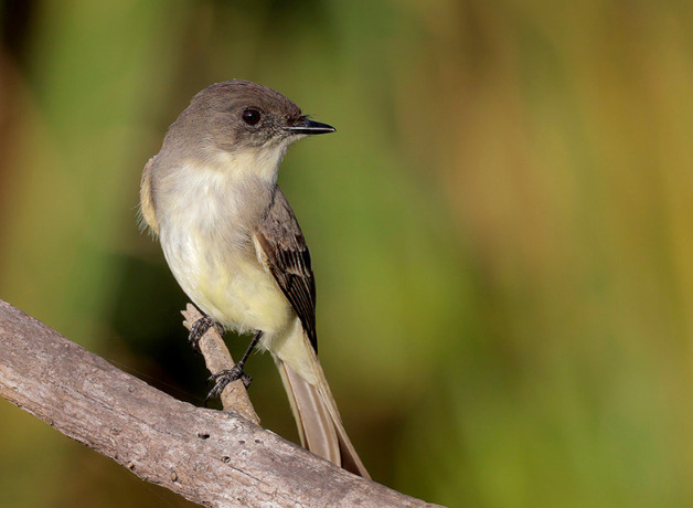 An Eastern Phoebe perched on a thick branch against a green background.