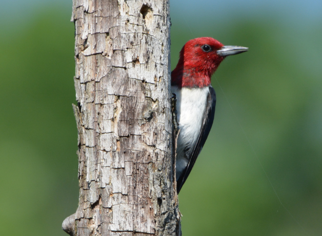 A photo of a Red-headed Woodpecker perched against a bare, vertical branch in bright sunlight.