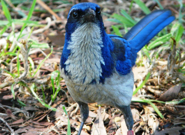 A close-up view of an Island Scrub-jay seen head on. The bird has a white breast and belly, a black mask, and blue body.