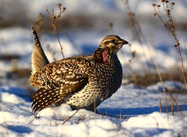 Sharp-tailed Grouse seen in right profile perched on snowy ground in sunlight