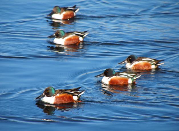 Shovelers feed in groups