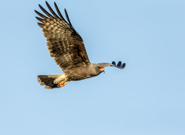 Snail Kite