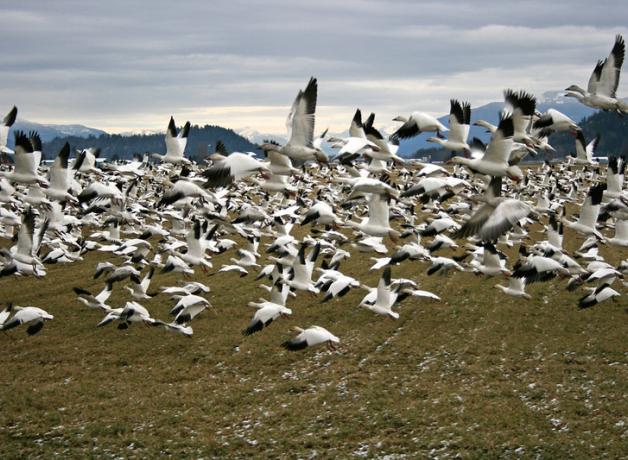 Snow Geese flock take flight
