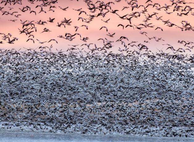 Massive flocks of Snow Geese taking off from the Rainwater Basin area at sunrise, pink sky in background