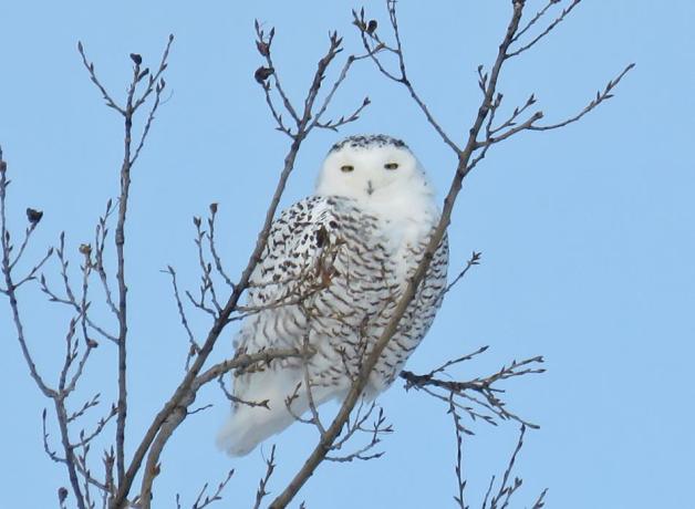 Snowy Owl