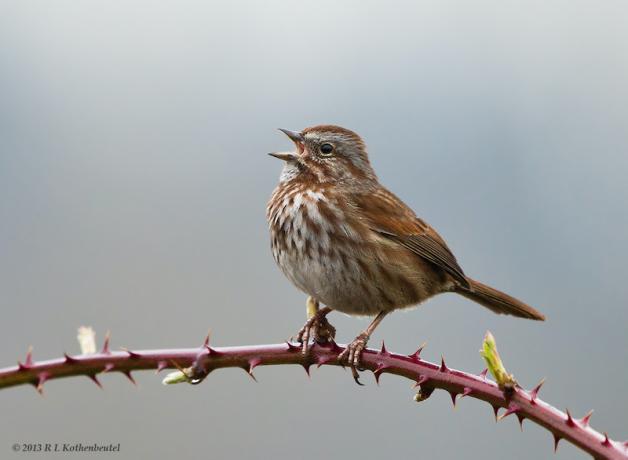 Singing Song Sparrow