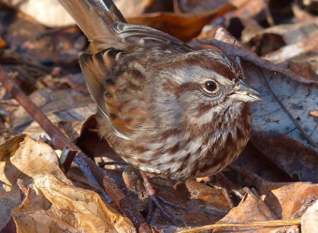 Song Sparrow foraging in leaves