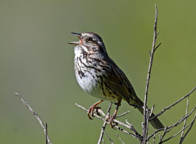 A small brown bird, its white breast streaked with brown, perched on a twig while singing