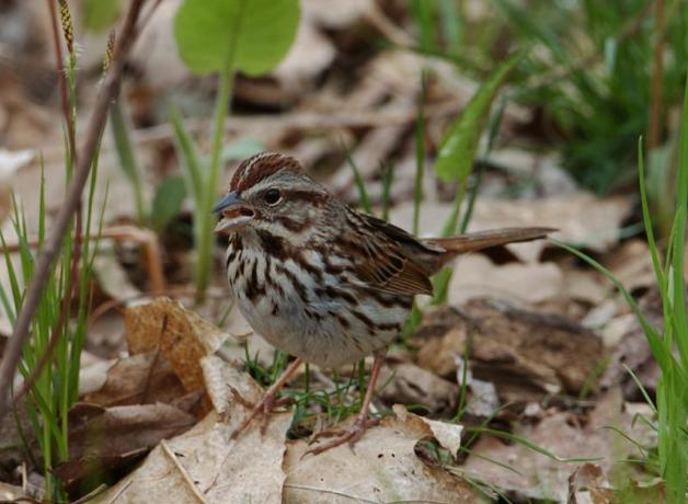 Song Sparrow