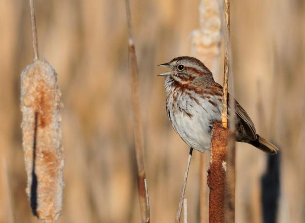 Song Sparrow
