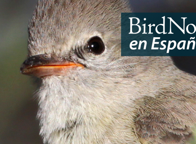 A Northern Beardless Tryannulet is pictured close to the viewer, facing its body toward the left. "BirdNote en Español" appears in the top left corner.