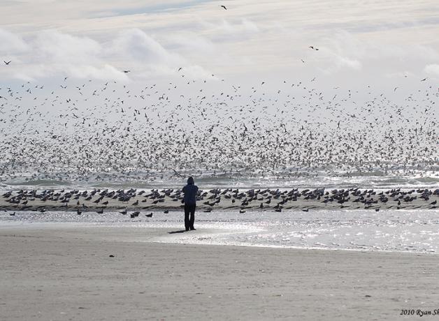 Flock of Sooty Shearwaters at the shore