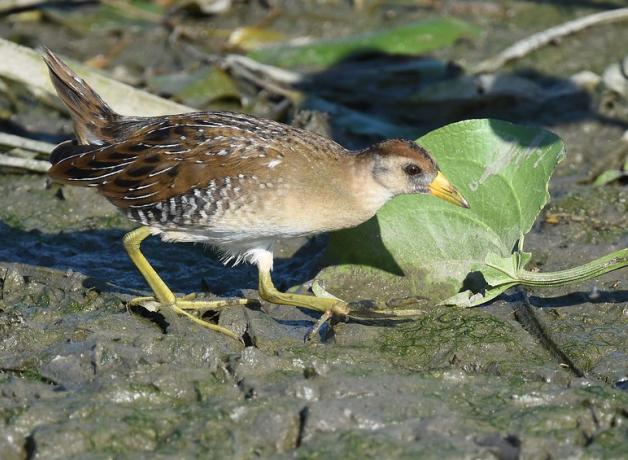 A Sora walks across shallow wetlands in Illinois