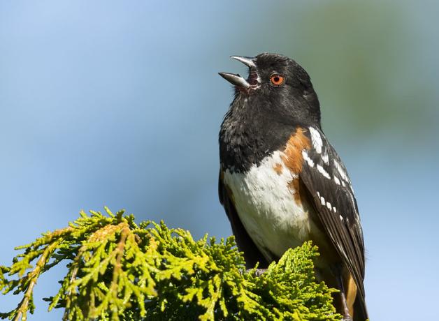 Male Spotted Towhee singing in sunlight, with his black head, throat and wing set off by his white breast and red eye.