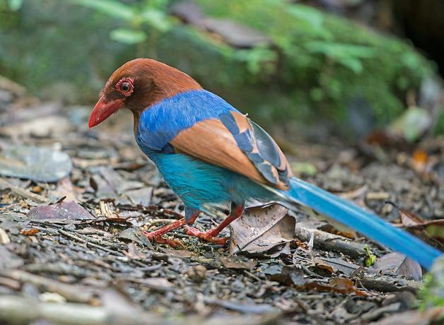 Vividly colored Sri Lanka Blue Magpie foraging on the ground