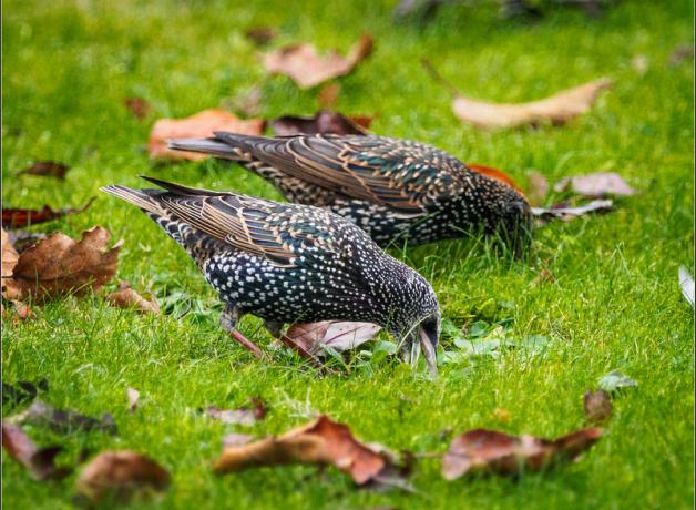 European Starlings on lawn