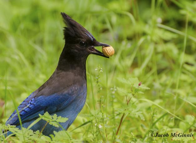 Steller's Jay with hazelnut