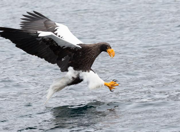 Steller's Sea Eagle poised in flight above water, about to catch prey