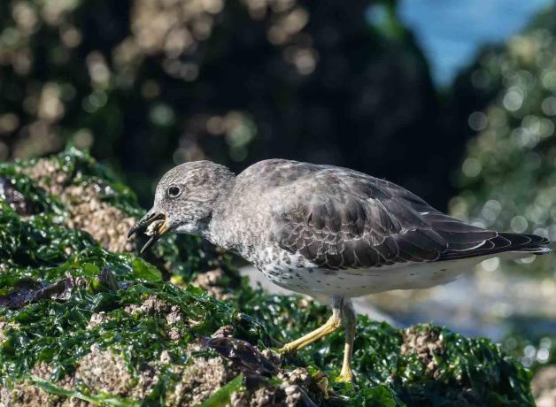 Surfbird foraging, eating a barnacle